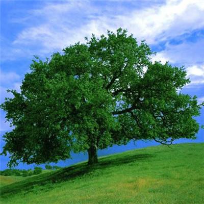 上海麻将手机app下载截图